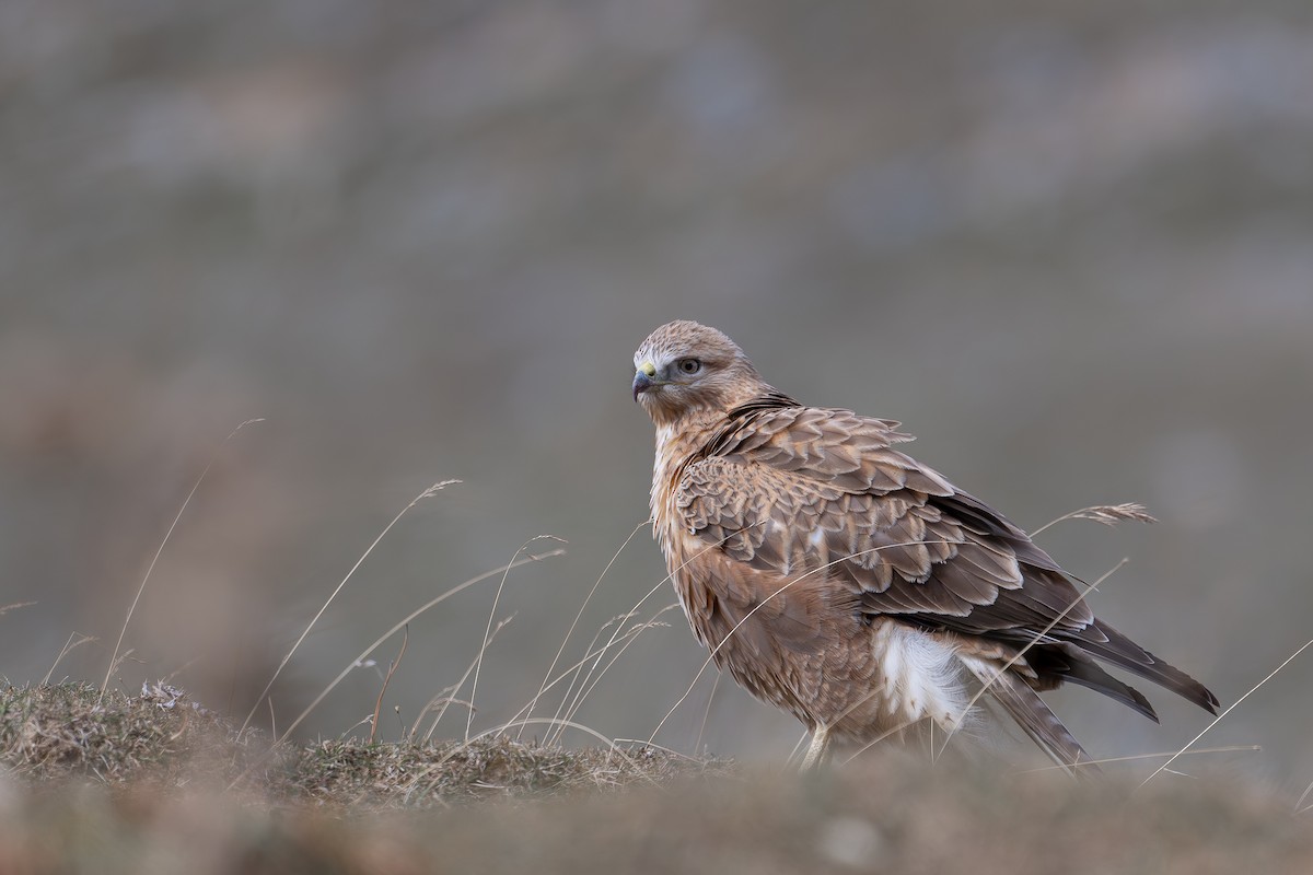 Long-legged Buzzard - ML645593377