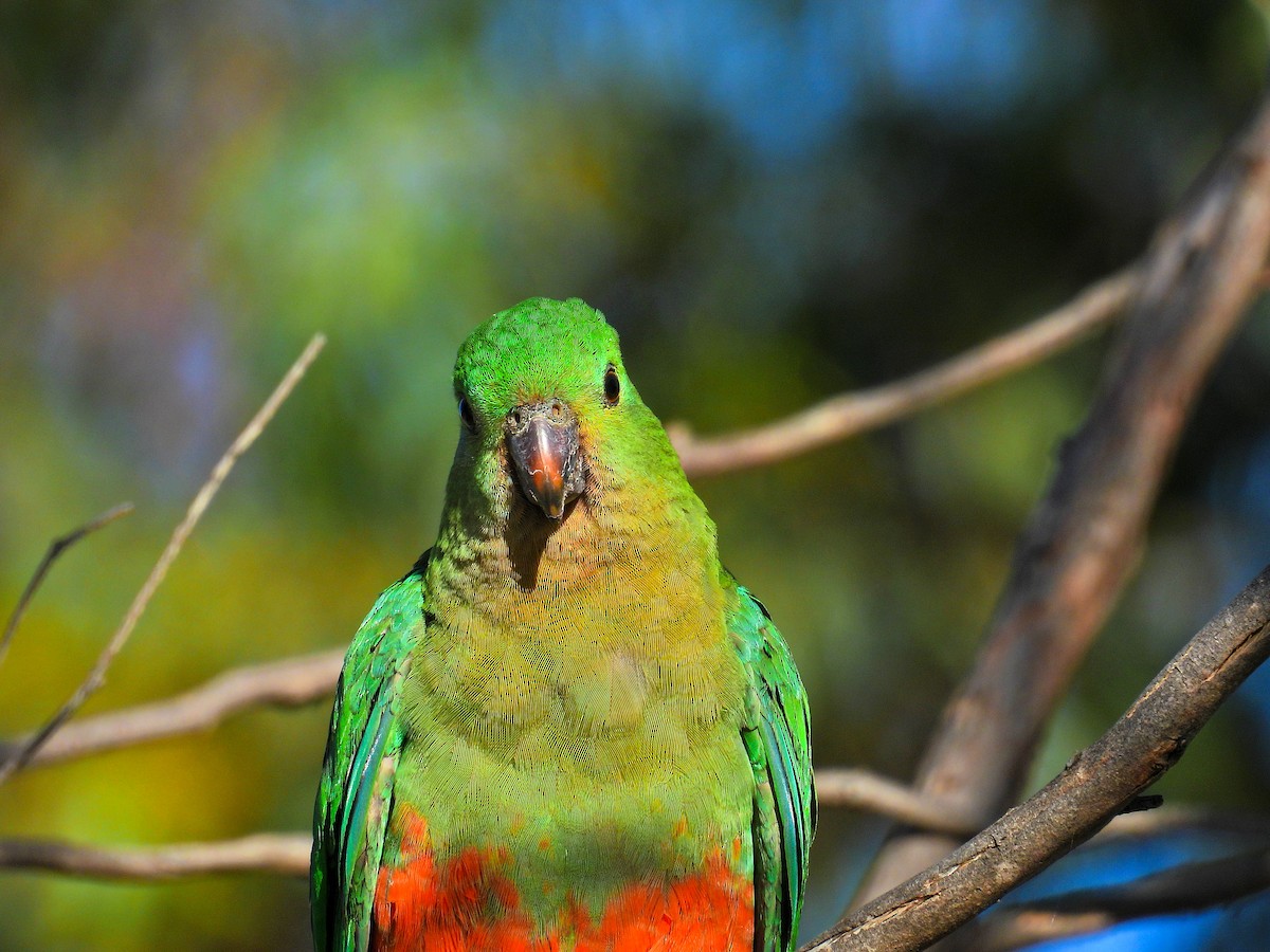 Australian King-Parrot - ML645593378