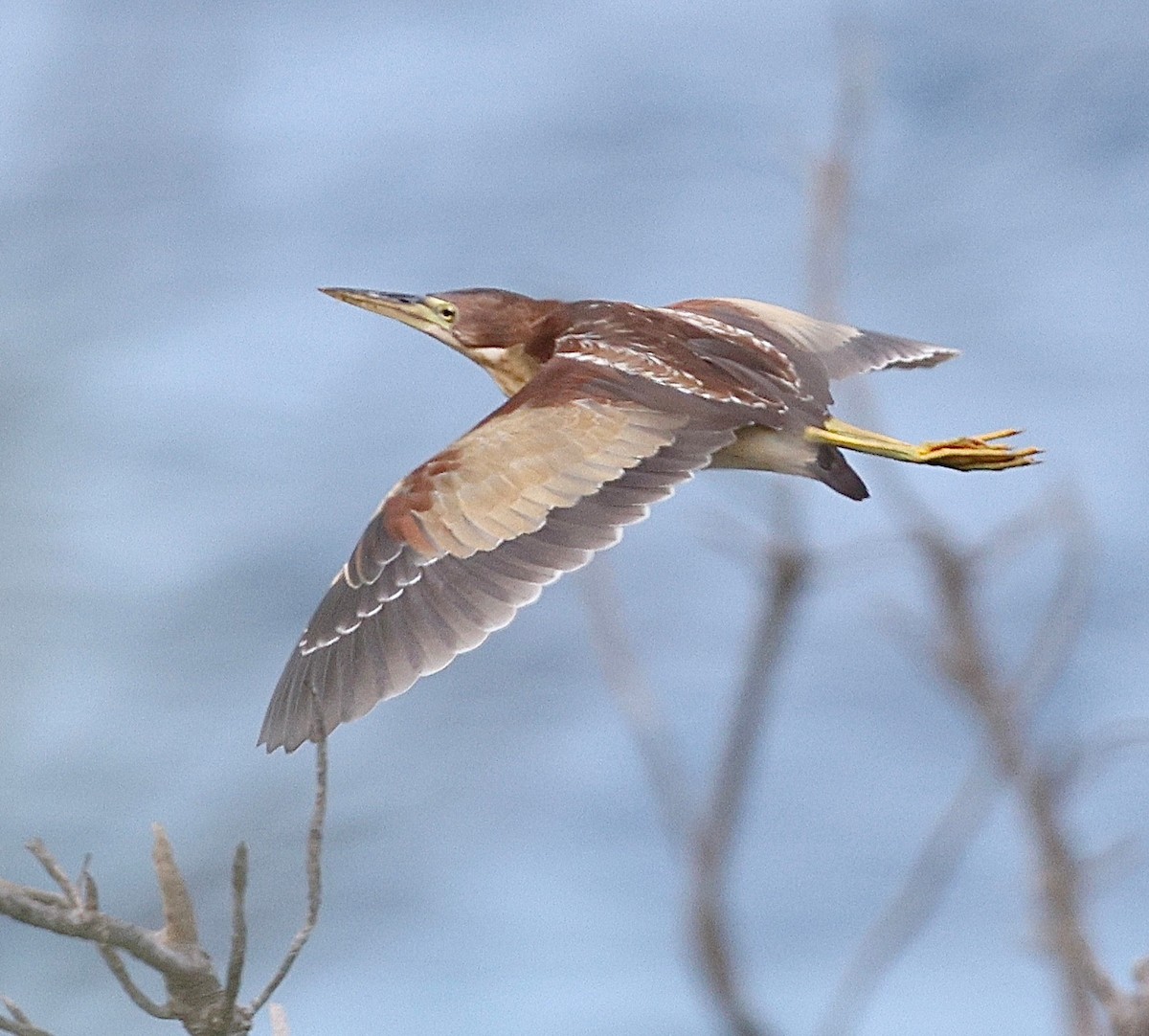 אנפית מזרחית - ML645593379