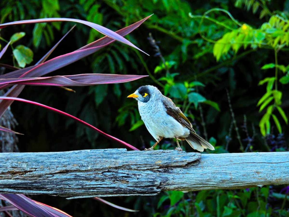 Noisy Miner - ML645593380