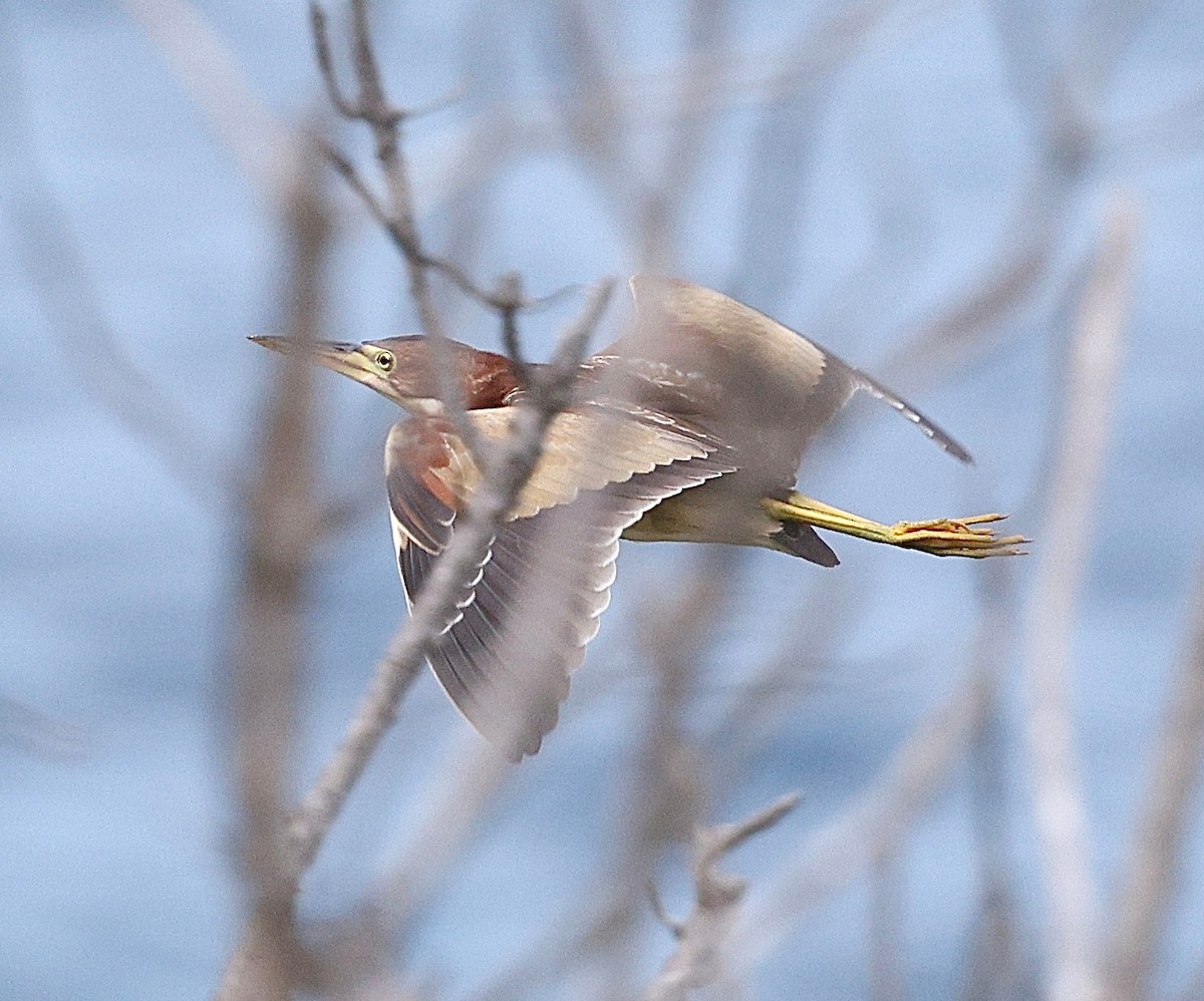 אנפית מזרחית - ML645593381
