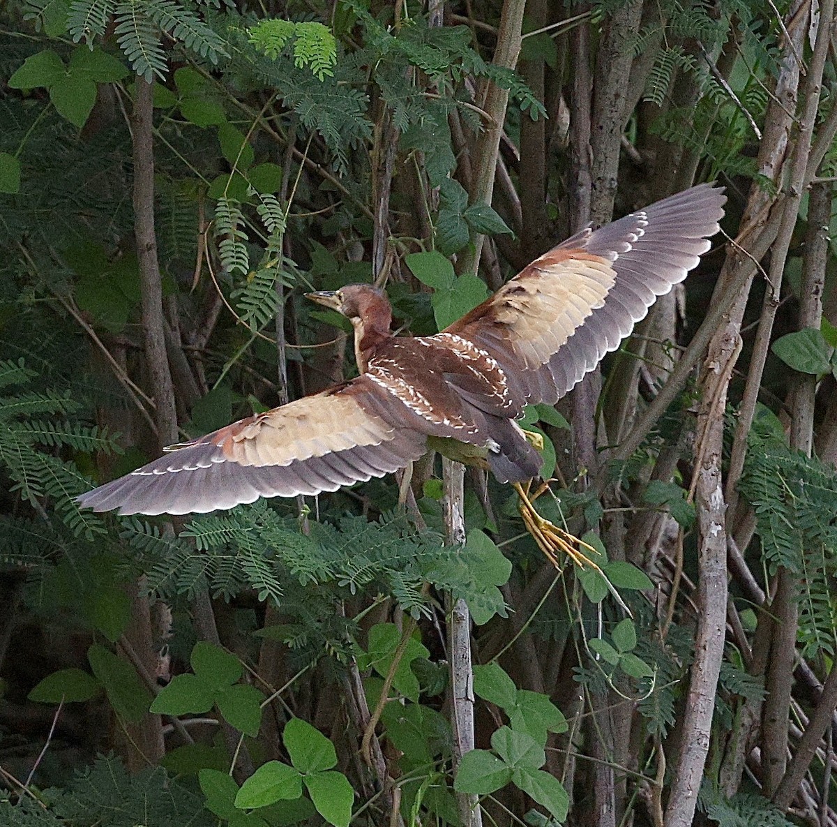 אנפית מזרחית - ML645593382