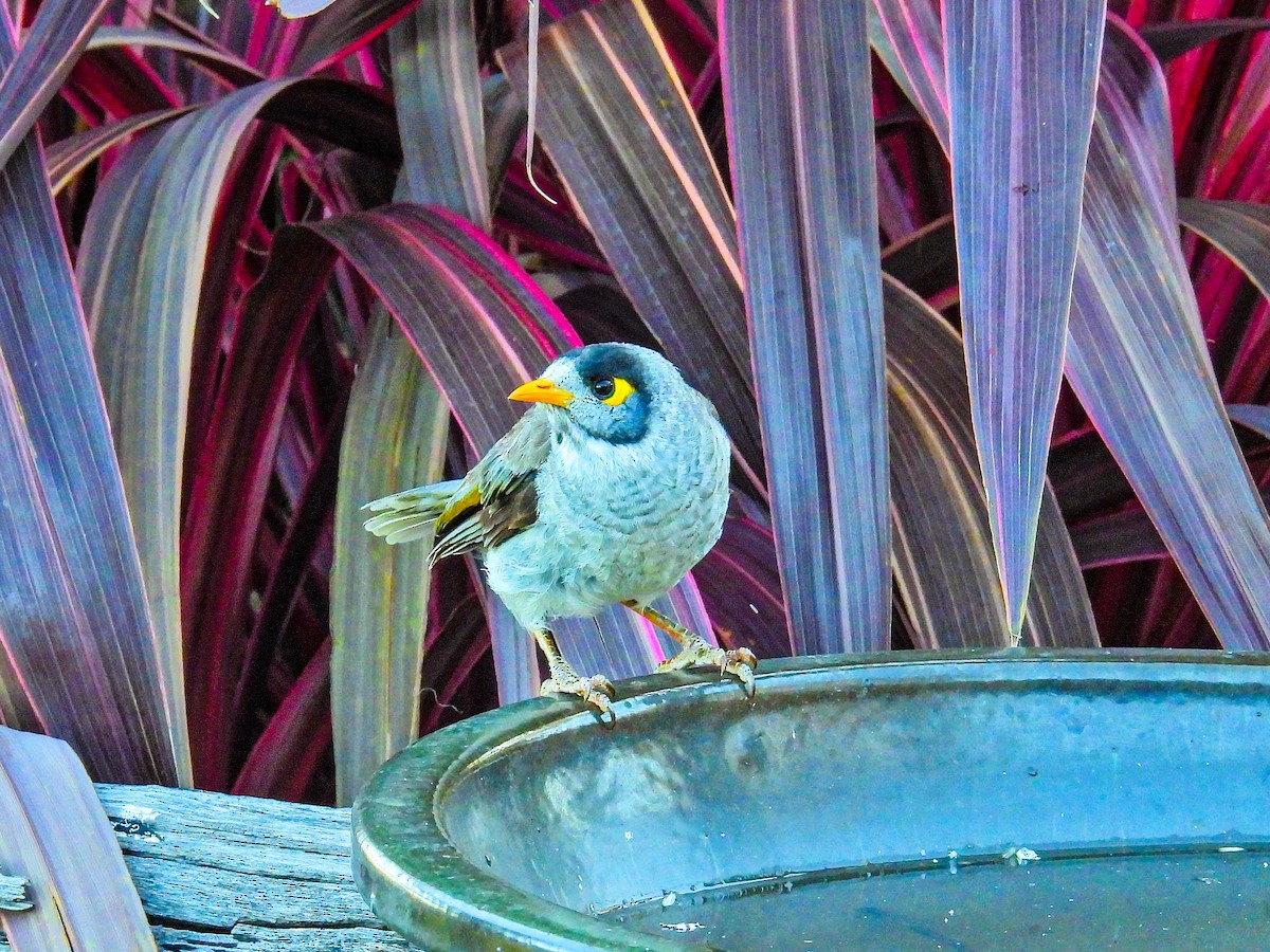 Noisy Miner - ML645593383