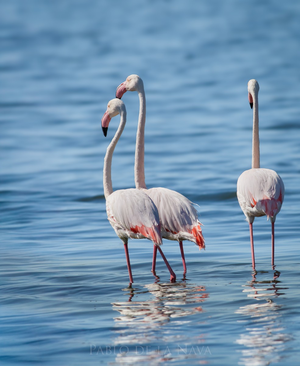 Greater Flamingo - ML645593387