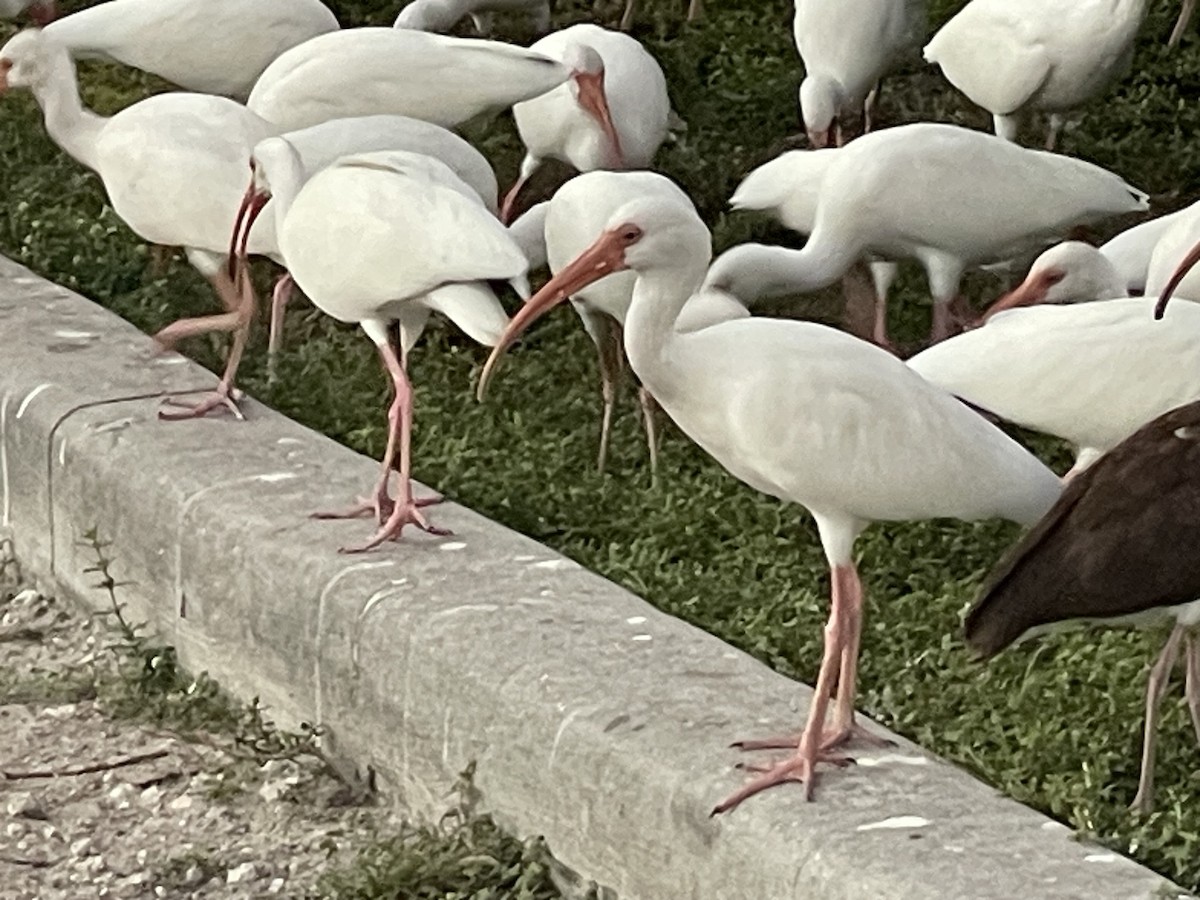 Белый ибис - ML645593389