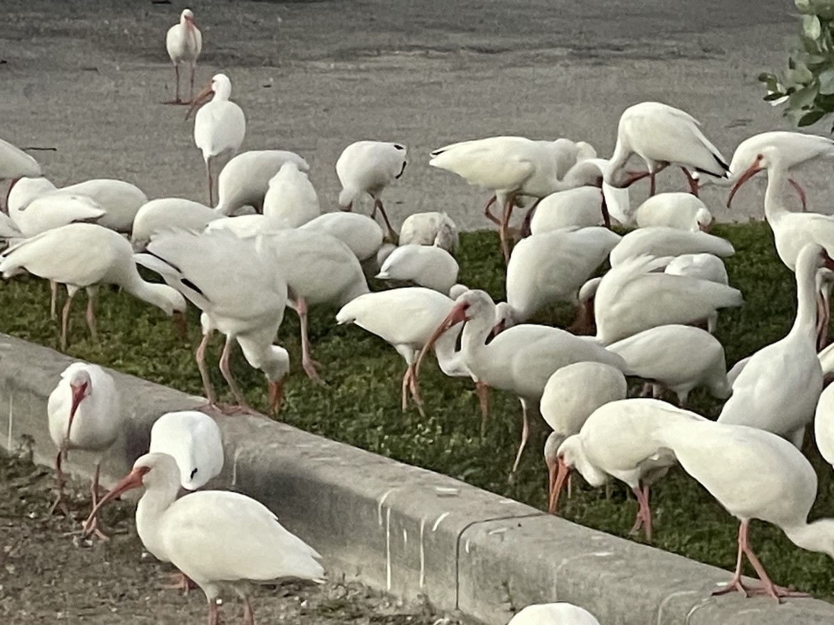 Белый ибис - ML645593390