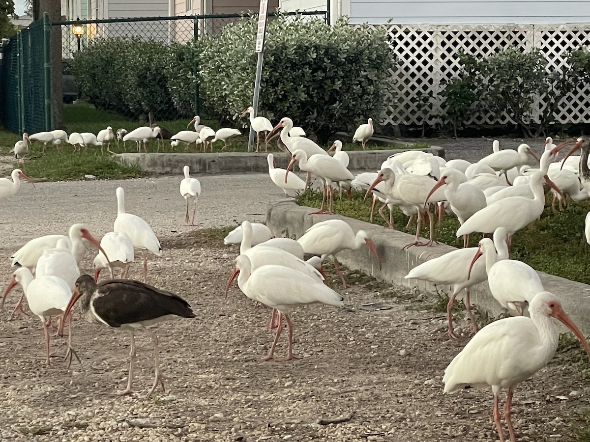 Белый ибис - ML645593391