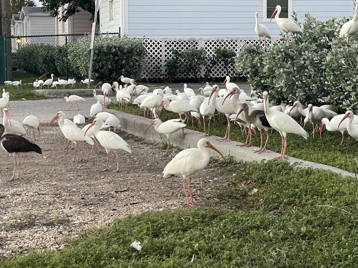 Белый ибис - ML645593392