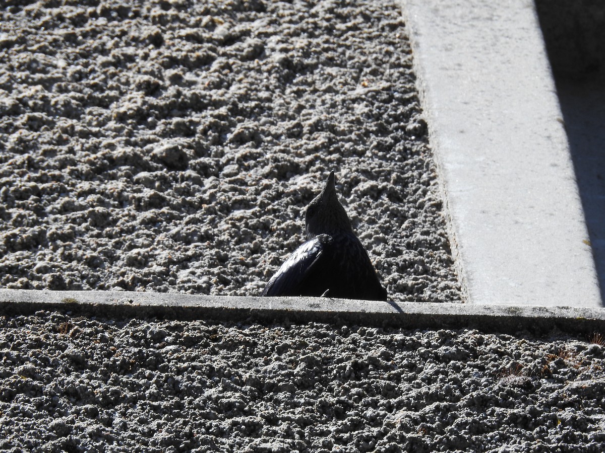 Rotschwingenstar - ML645593414