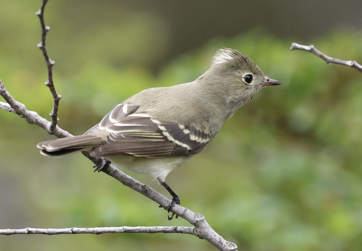 White-crested Elaenia - ML645593416