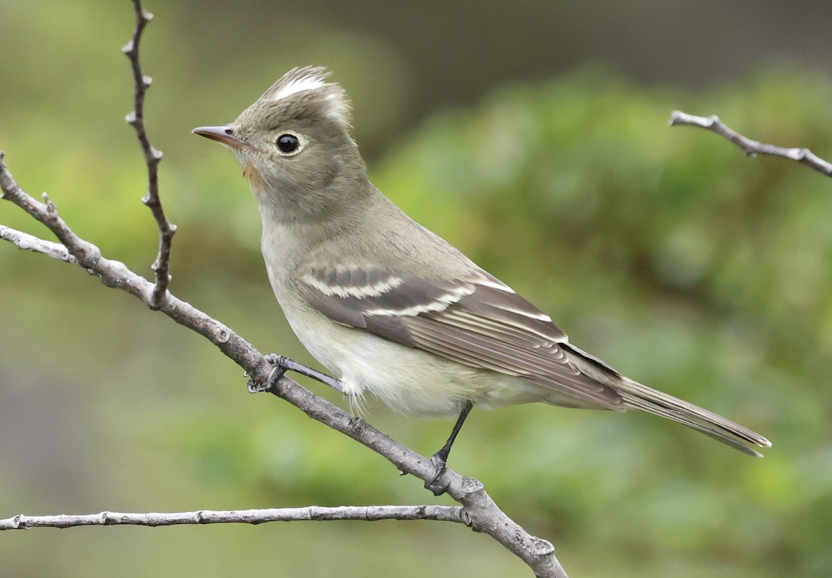 White-crested Elaenia - ML645593417
