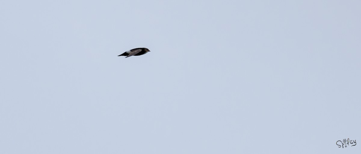 rorýs domácí - ML645593433