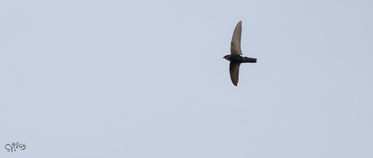 rorýs domácí - ML645593435