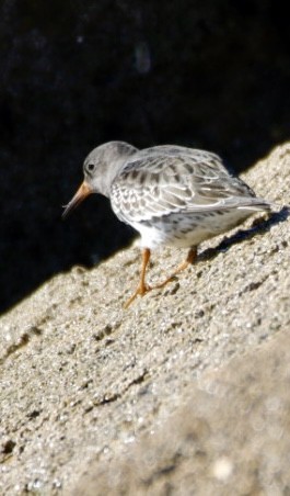 Purple Sandpiper - ML645593436