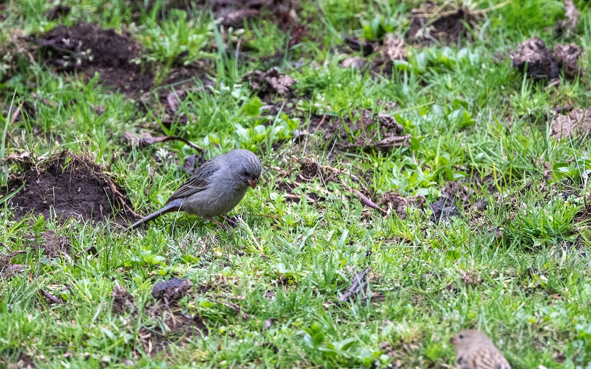 Plain-colored Seedeater - ML645593440
