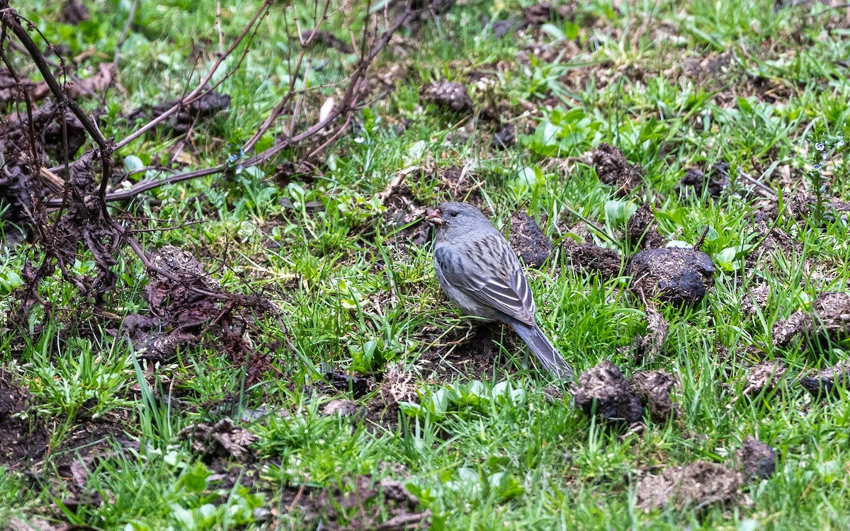 Plain-colored Seedeater - ML645593441