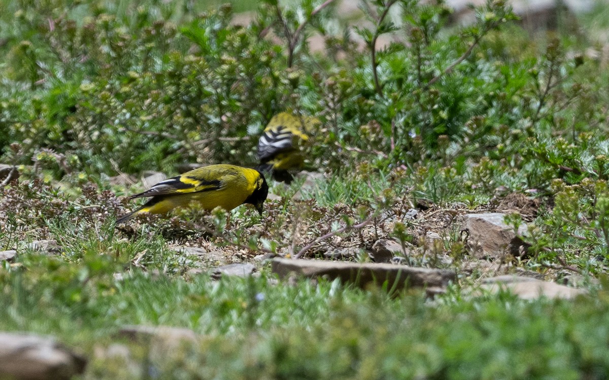 čížek jihoamerický - ML645593484