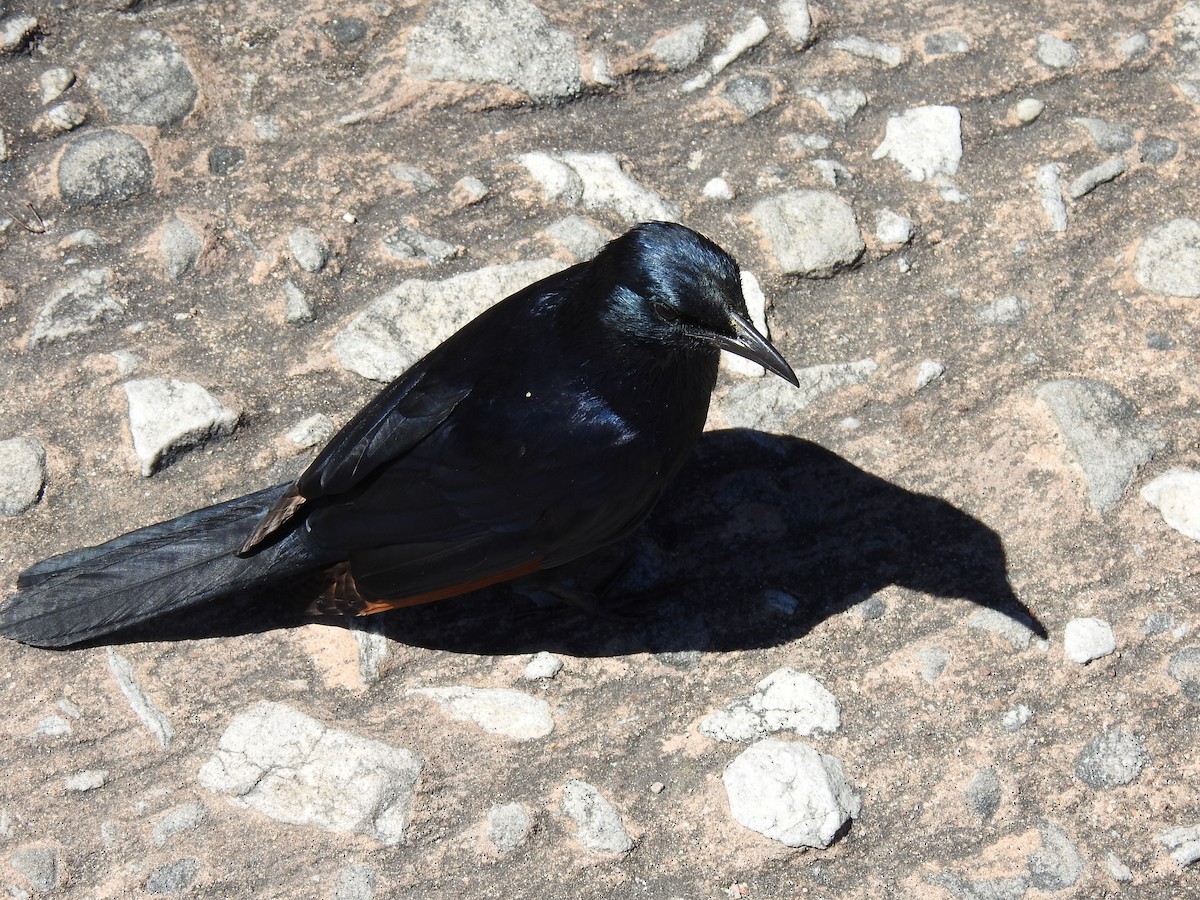 Rotschwingenstar - ML645593491