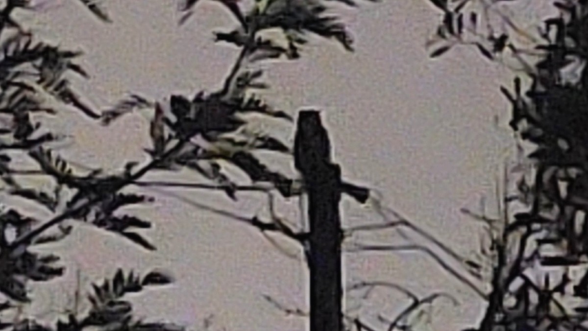 Great Horned Owl - ML645593494