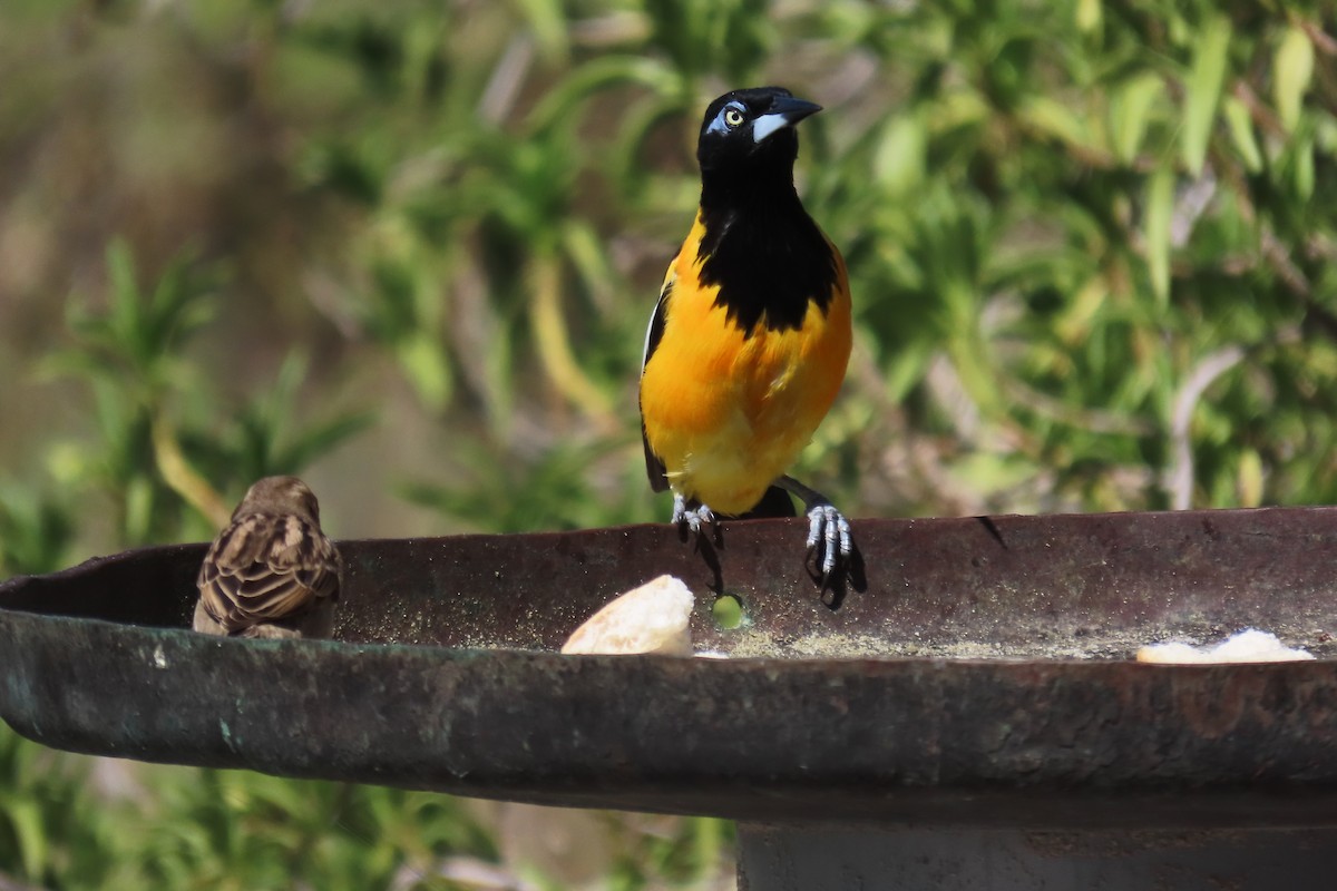 Venezuelan Troupial - ML645593497