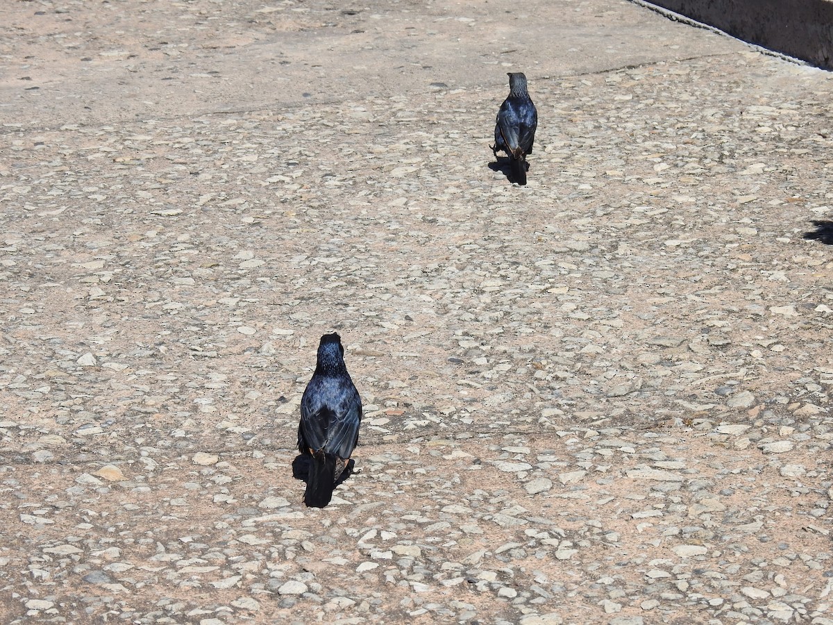 Rotschwingenstar - ML645593498