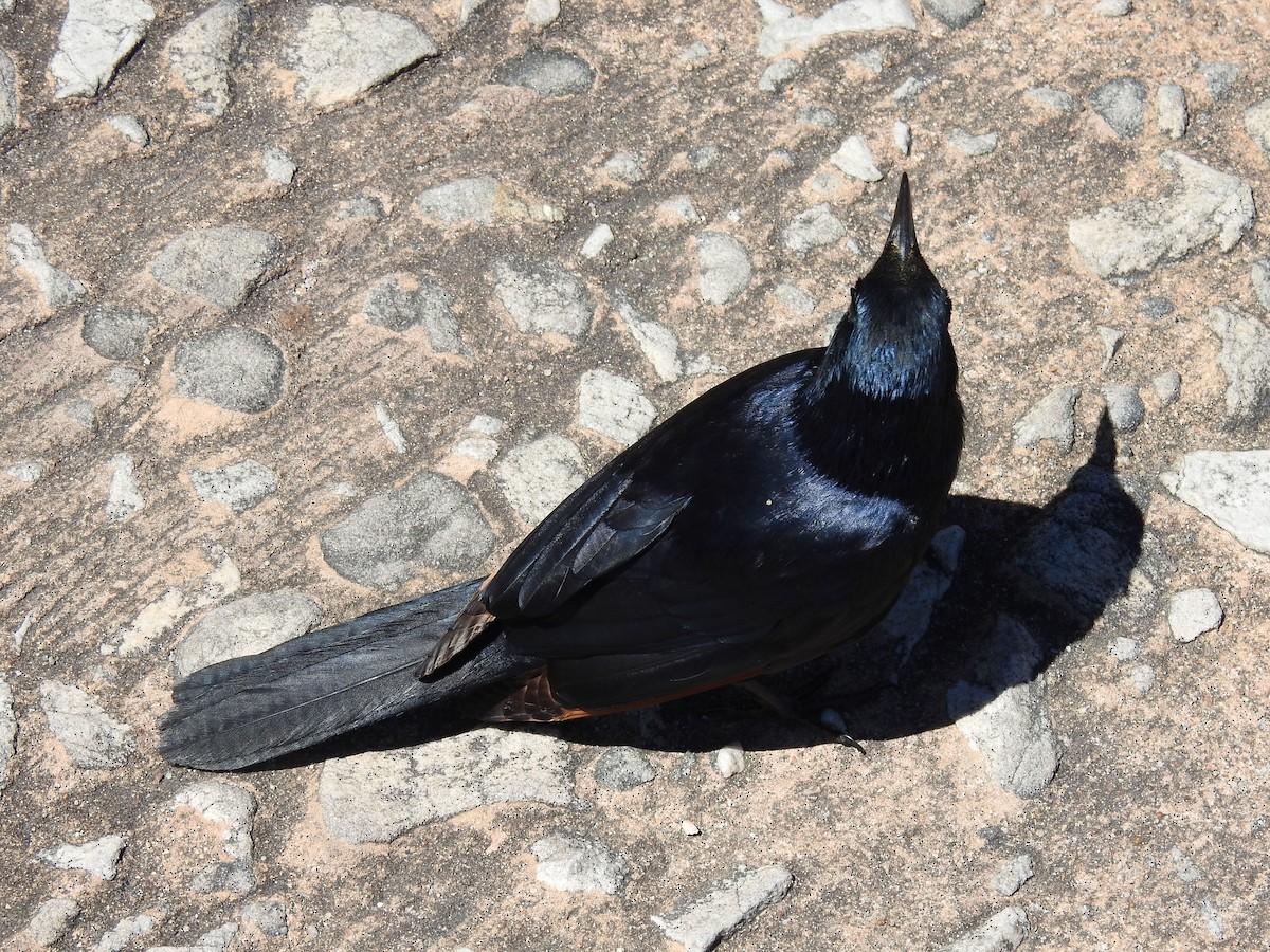 Rotschwingenstar - ML645593500