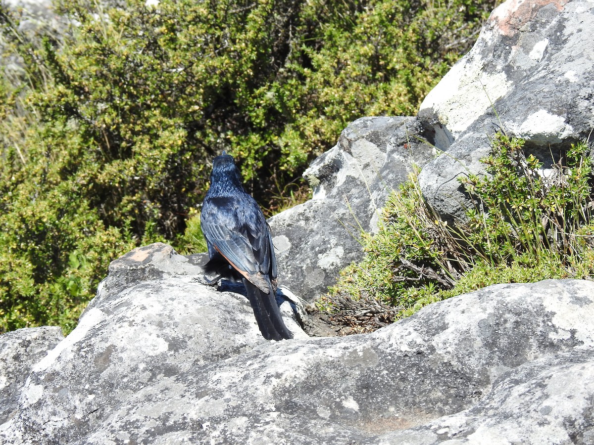 Rotschwingenstar - ML645593515