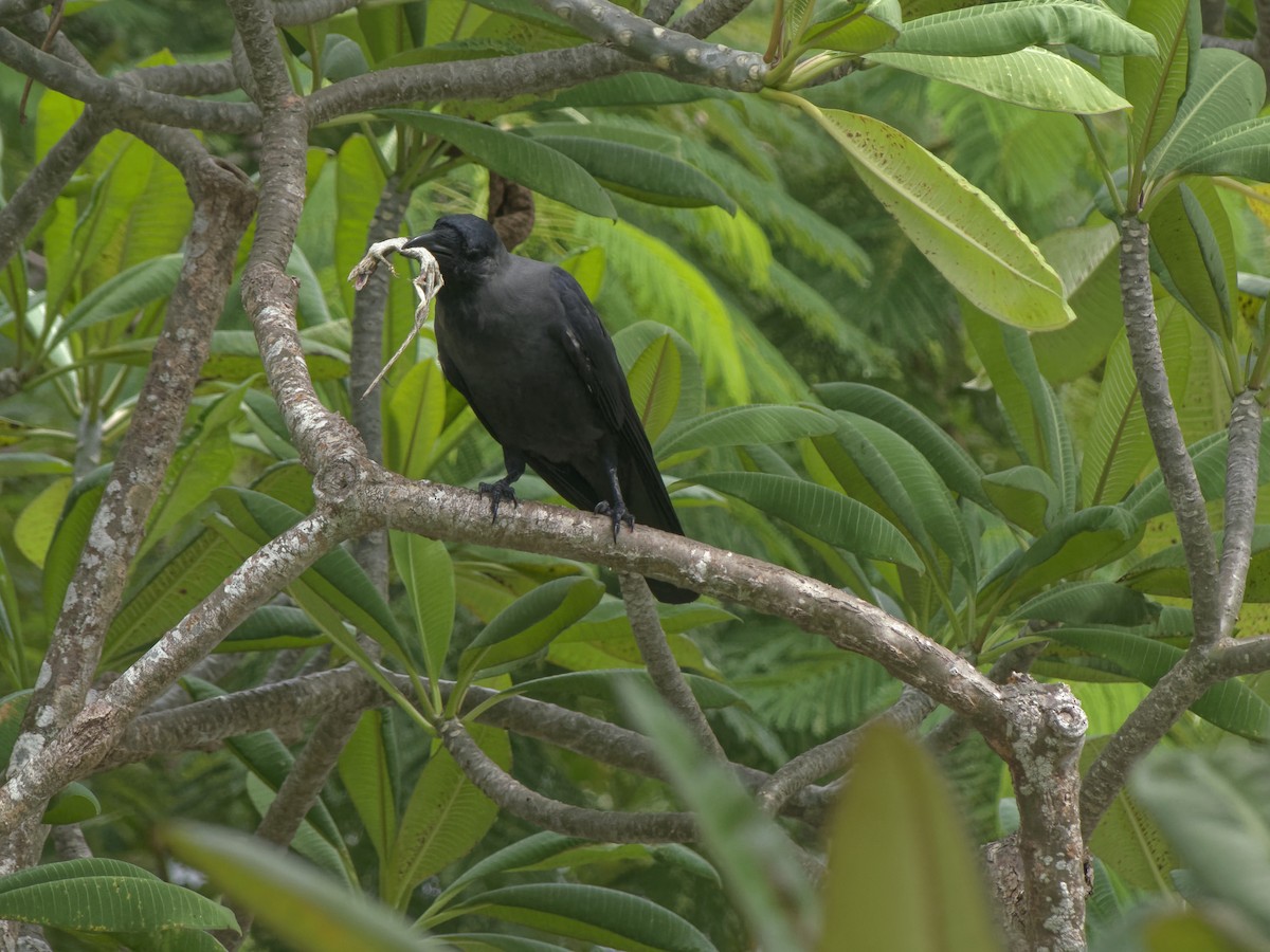 House Crow - ML645593516