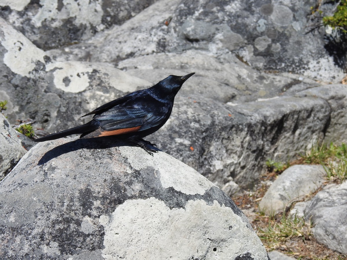 Rotschwingenstar - ML645593517