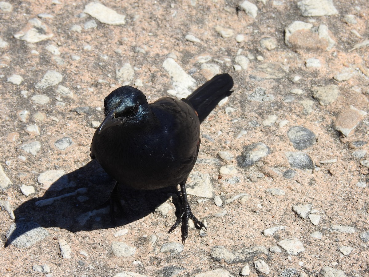 Rotschwingenstar - ML645593525