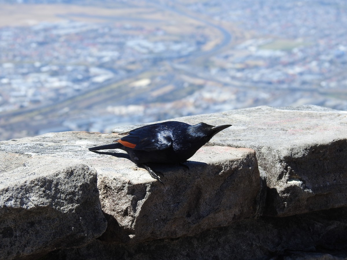 Rotschwingenstar - ML645593531