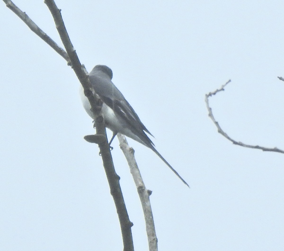 Ashy Minivet - ML645593541