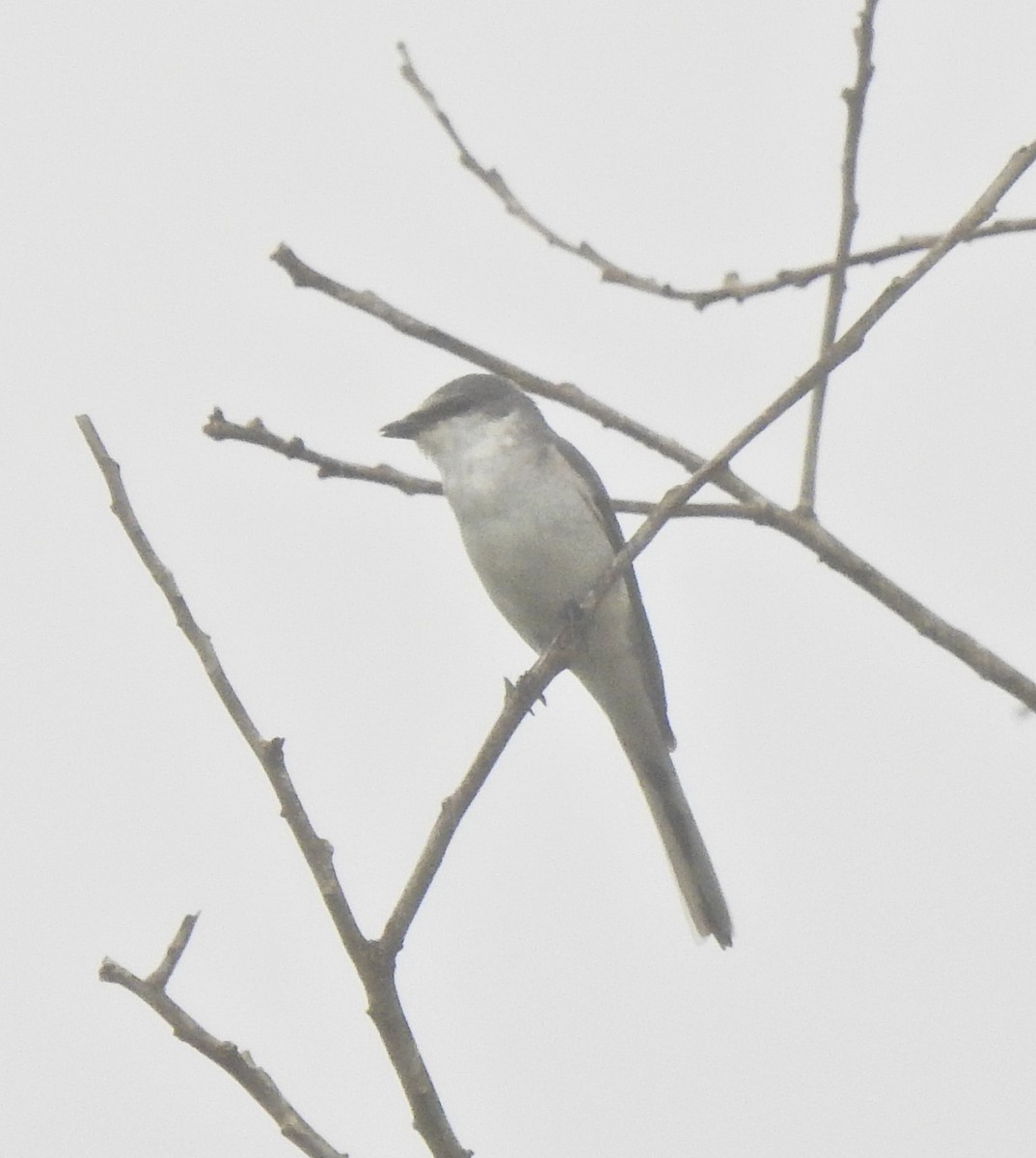 Ashy Minivet - ML645593542