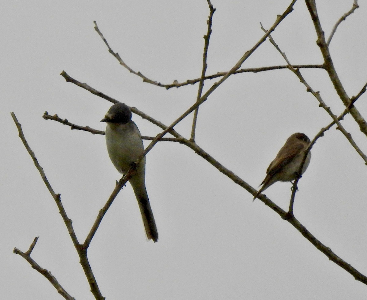 Ashy Minivet - ML645593543