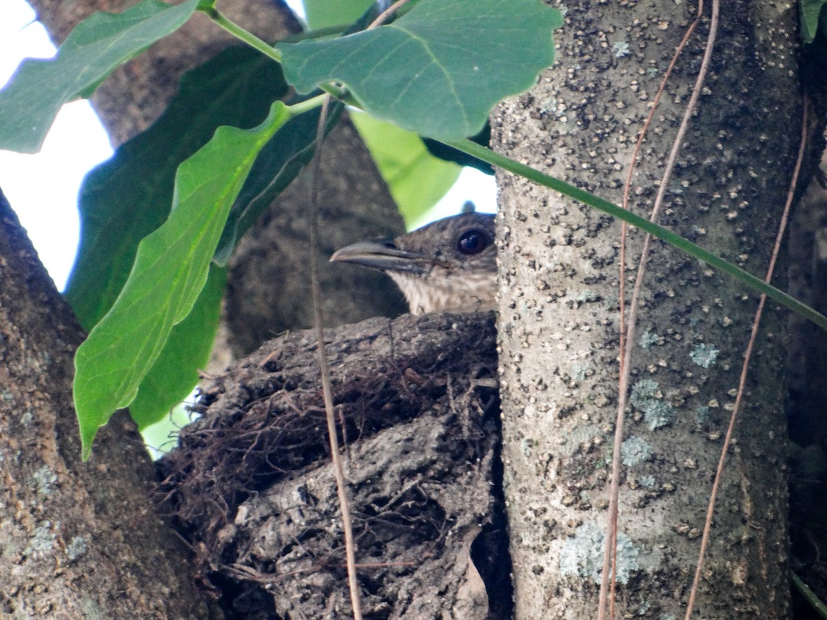 Pale-breasted Thrush - ML645593545