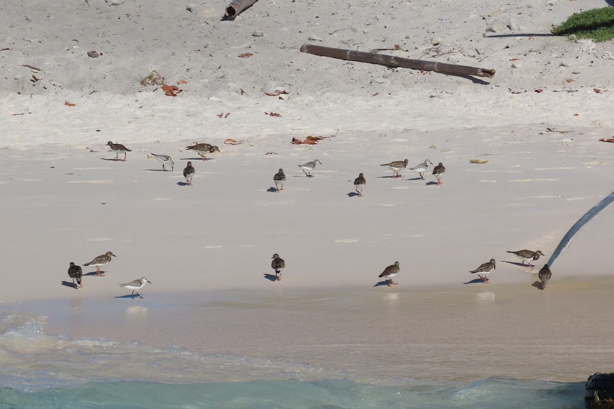 Txirri zuria - ML645593563