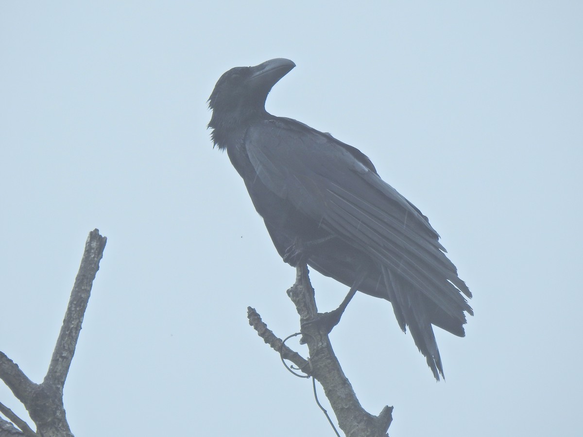 Large-billed Crow - ML645593568