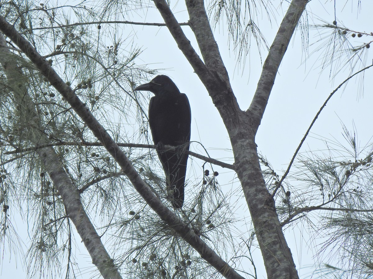 Large-billed Crow - ML645593570