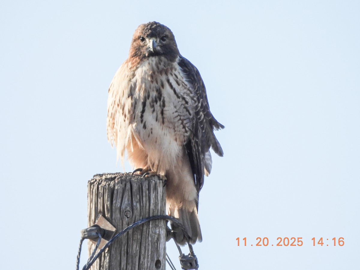 Red-tailed Hawk - ML645593571