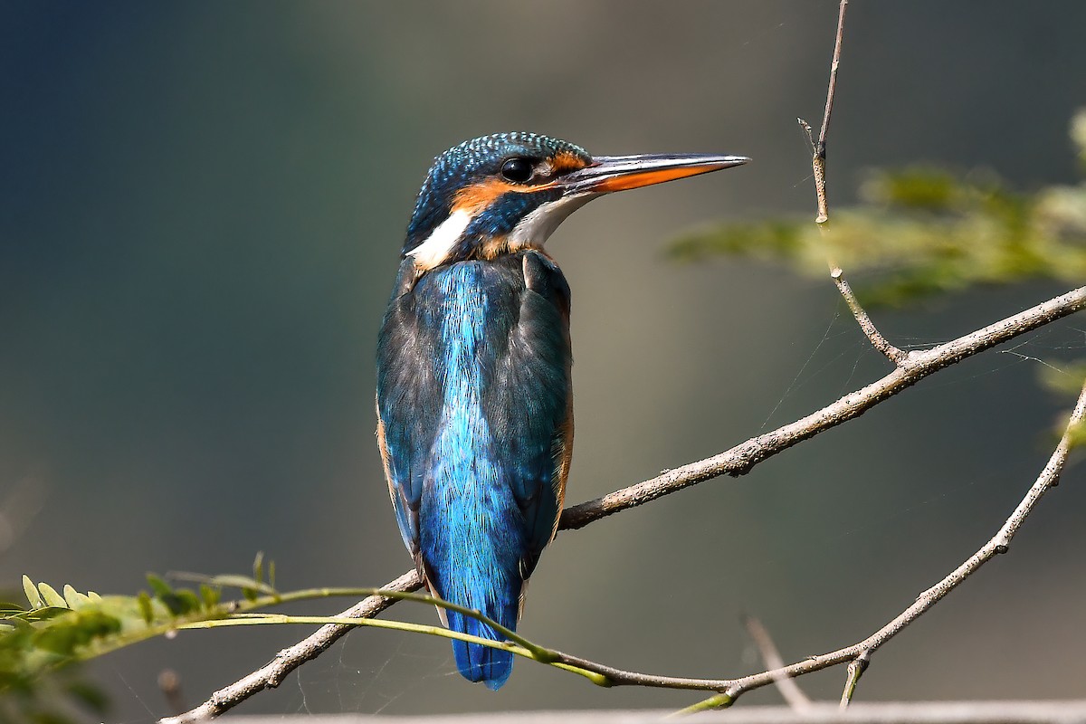 ledňáček říční - ML645593573