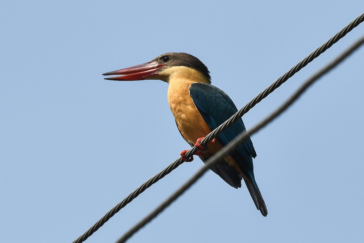 ledňáček čápozobý - ML645593576