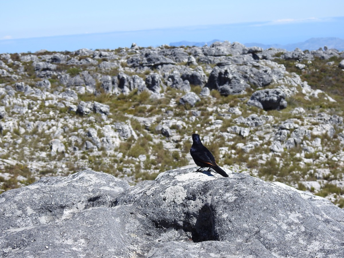 Rotschwingenstar - ML645593583