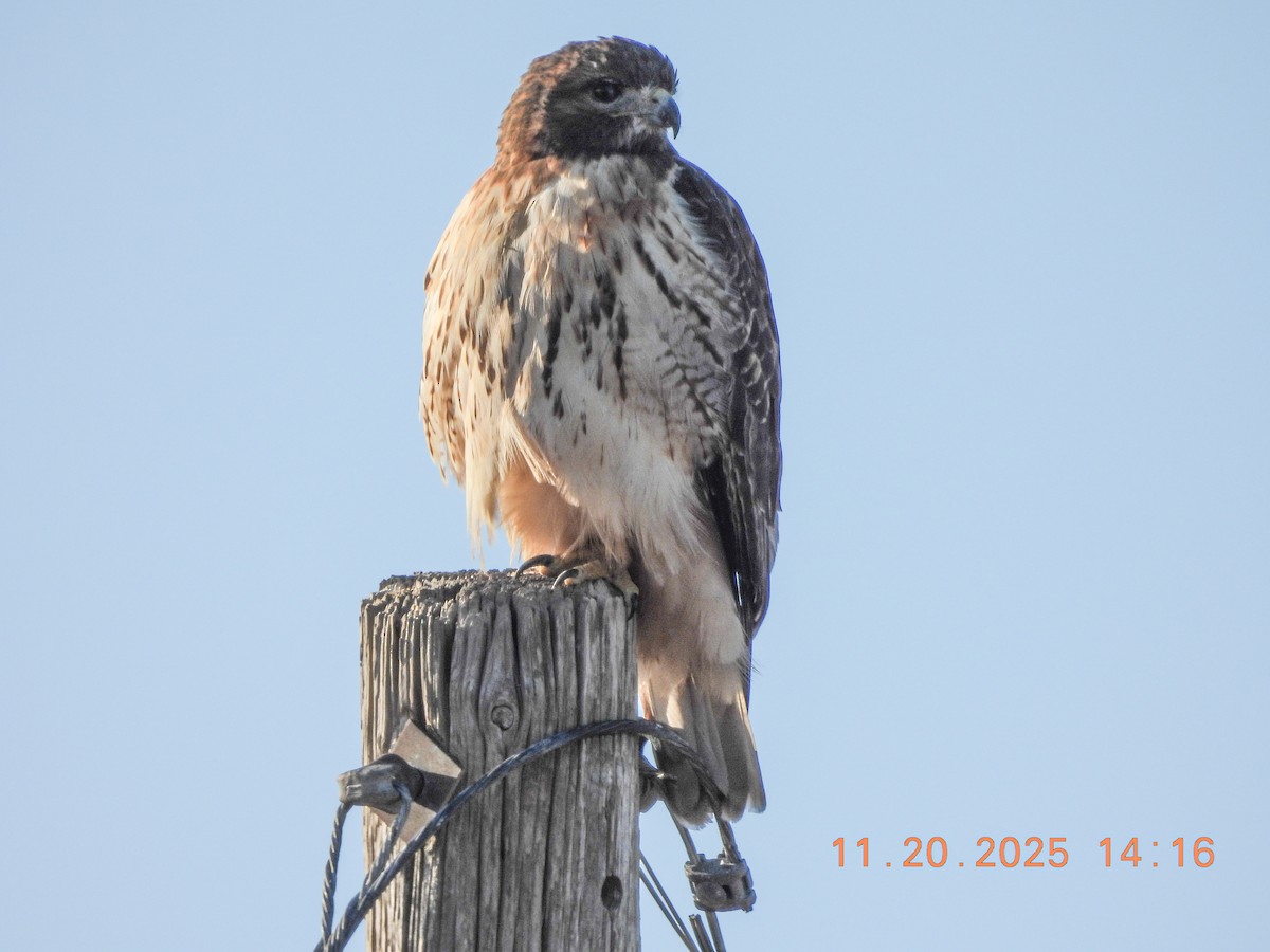 Red-tailed Hawk - ML645593584