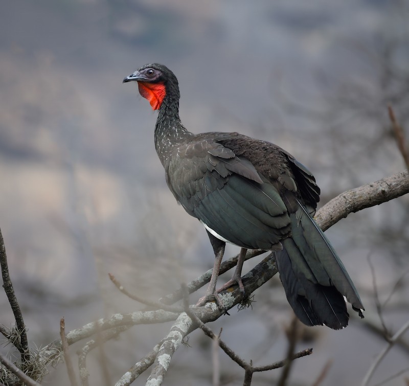 White-winged Guan - ML645593586