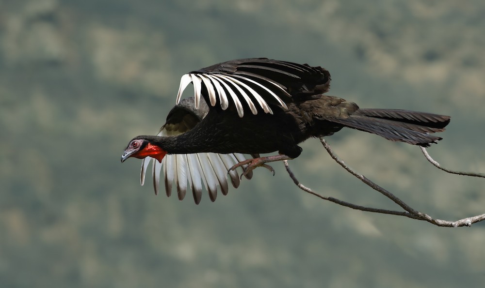 White-winged Guan - ML645593587