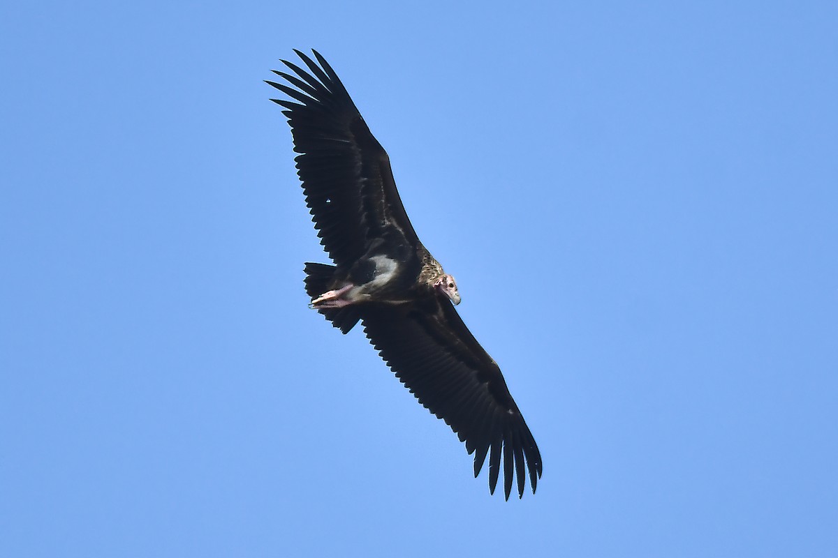 sup holohlavý - ML645593610