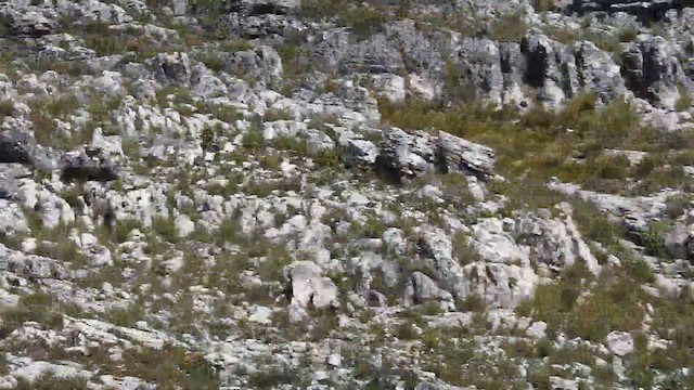 Red-winged Starling - ML645593625