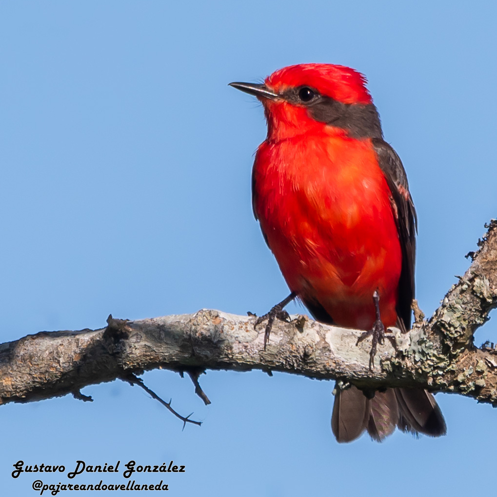Vermilion Flycatcher - ML645593626