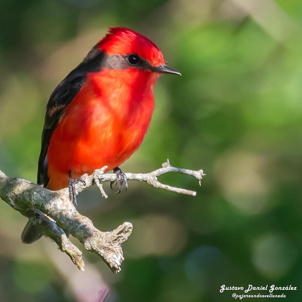 Vermilion Flycatcher - ML645593627