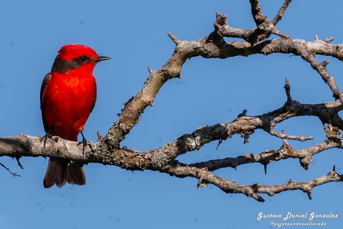 Vermilion Flycatcher - ML645593628
